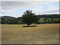 Isolated tree near Gold Hill Farm