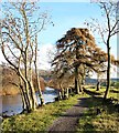 Riverside path downstream from the stepping stones