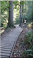 TQ5940 : Boardwalk through Roundabout Wood by John P Reeves