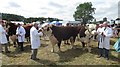 Hereford Cattle Society National Show