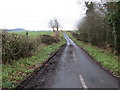 Hedge and tree-lined minor road heading towards Loanknowe