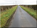 Hedge-lined minor road near Todrig