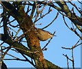 Nuthatch