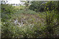 A marshy pond