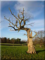 Gnarled tree, Hamilton High Parks