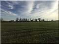 Bridleway to Southam Holt