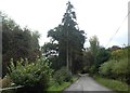 Evergreens lining the road between Easthope and Brockton