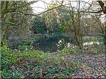 SK3738 : Porter's Lane Pond by Ian Calderwood