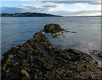 NO4630 : Broughty Rock and the Firth of Tay by Mat Fascione