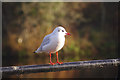 Gull at Yarm