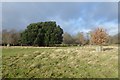 Petworth Park near New Lodges