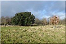 SU9621 : Petworth Park near New Lodges by DS Pugh