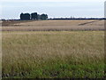 Farmland east of Sudforth Lane