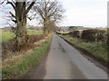 Hedge and tree-lined minor road heading towards Cappuck