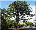 Cedar, Abbey Foregate, Shrewsbury