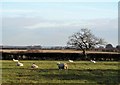 Sheep pasture, Scholes