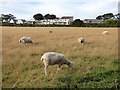 Sheep above Charlestown