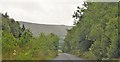 M0478 : Woodland road, Teevinish Mountain by N Chadwick