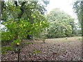 Inside Roundwood Hill Fort