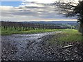 Vineyard beside River Lane