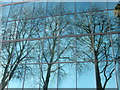 Tree silhouettes reflected in the windows of the university campus