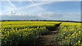 Field path through oil seed rape, N of Stathern