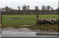 Field and shelter belt at Todpark