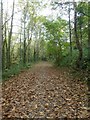 Heligan carriage drive (3)