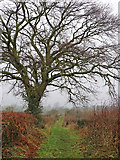 SO8697 : Farm track west of Castlecroft, Wolverhampton by Roger  D Kidd