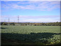 Field off Moseley Road, Moseley