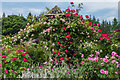 SS4917 : Shrub Rose Garden by Ian Capper