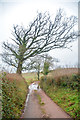 Taunton Deane : Country Lane