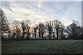 Silhouetted Trees