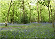 SU7782 : Bluebells in Remenham Wood by Simon Mortimer