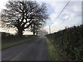 Trees beside the road to Petworth