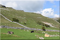 SD9163 : Cows relaxing beside Gordale Lane... by Bill Harrison