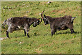 SS7049 : Feral goats, Valley of Rocks by Ian Capper