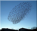 A starling murmuration at Galashiels