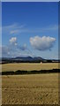 On Borders Abbeys Way - view towards Eildon Hills from track W of Dalcove Plantation