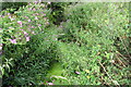 Wild flowers beside beck near Firtree Farm