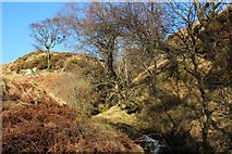 NS1593 : Wooded gully below Cruach Loisgte by Alan Reid