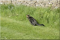 SP4414 : Cat in the churchyard by Bill Nicholls