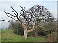 Dead tree on the edge of Winns Common