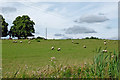 Canalside pasture south of Tixall in Staffordshire