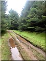 Muddy track through woodland