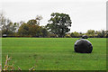 SP2395 : Silage bales in a field by Bill Boaden