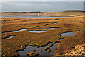 Saltmarsh at Waterside