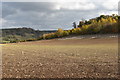 SU7289 : Autumn-sown cereal crop below Pishillbury Wood by Simon Mortimer