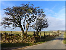 SX6572 : Winter trees and farm access road, near Hexworthy, Dartmoor by Ruth Sharville