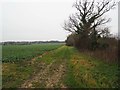 Looking down headland of arable field